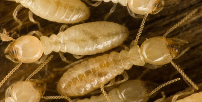 diagnostic termites