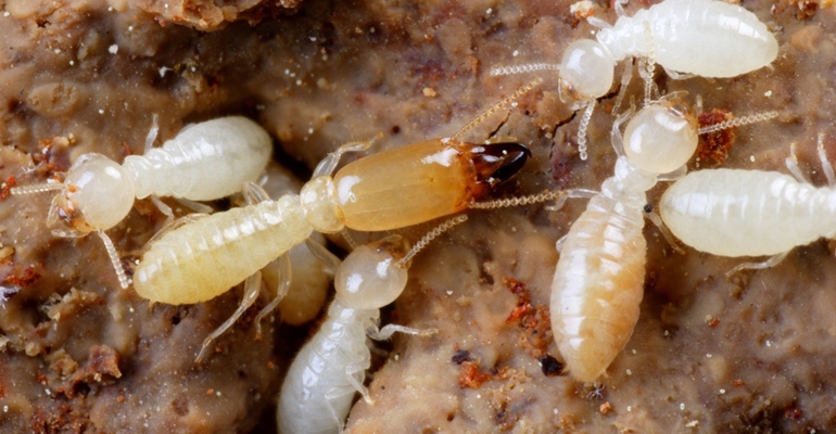 Des termites dans votre logement… que faire ?