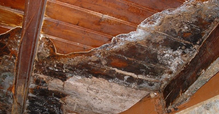 Termites et mérule : le point sur la lutte contre les parasites du bois.